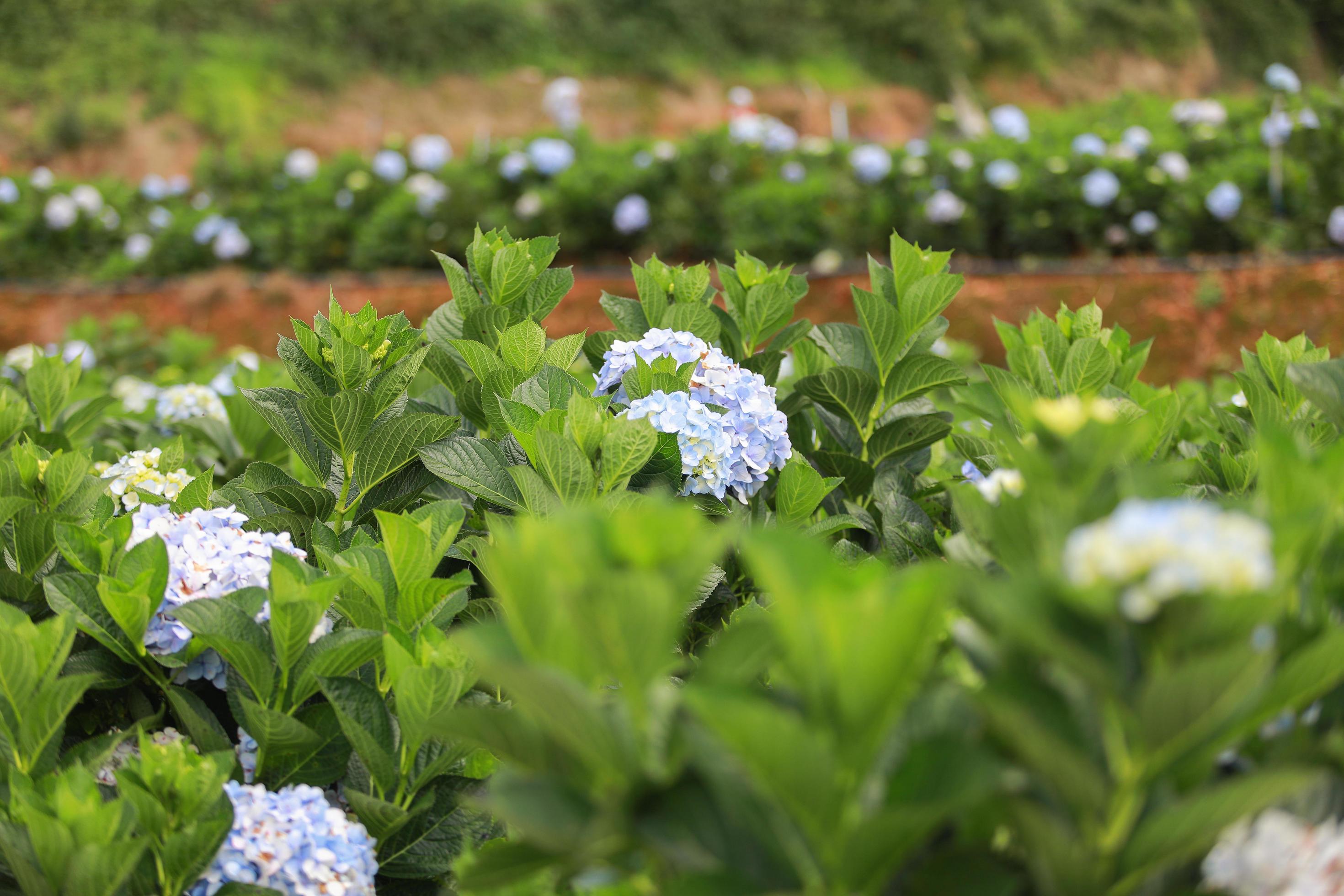 The white-blue flower calles hydrangea in a garden. Hydrangea Flower and Morning light Is a beautiful flower. Stock Free