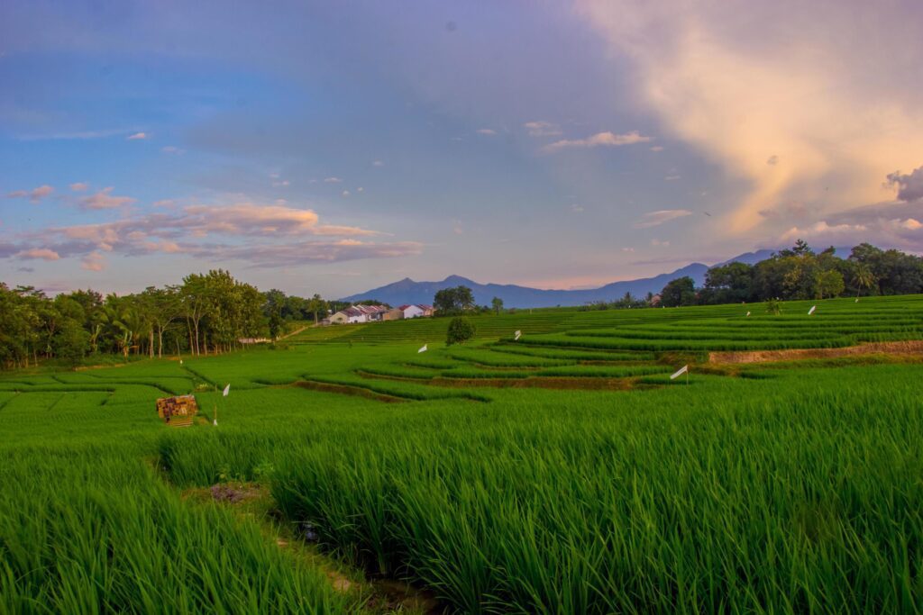 beautiful views of rice fields and mountains with clear blue sky clouds, perfect for nature wallpapers. Stock Free