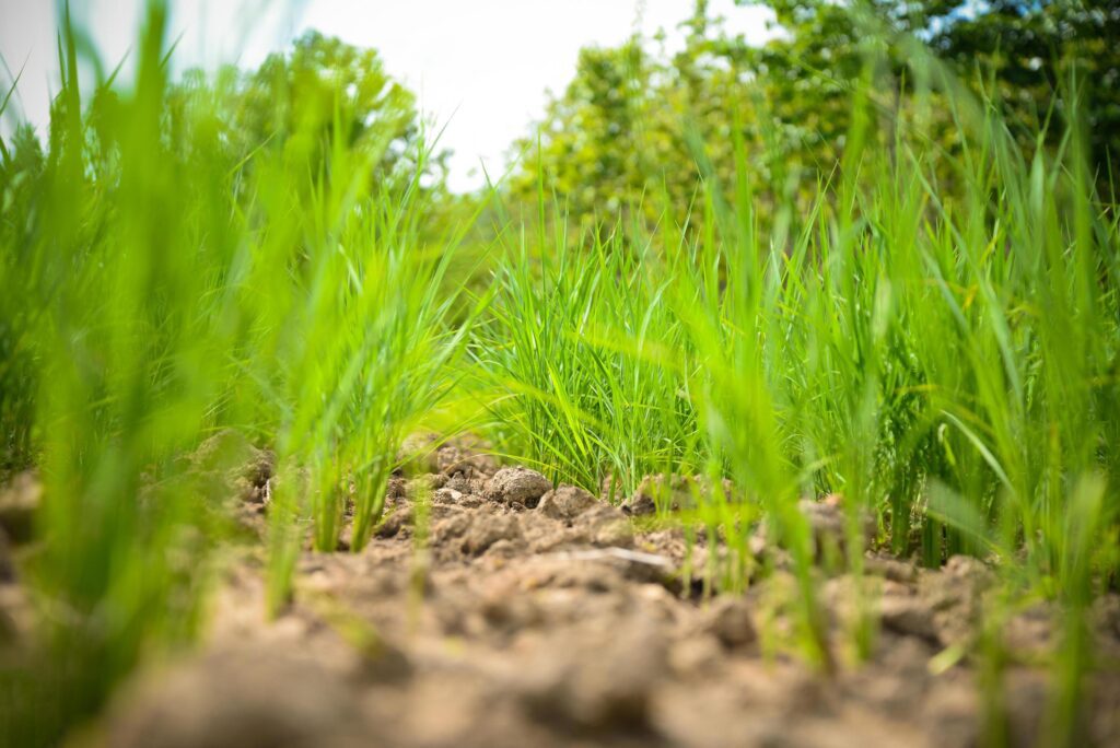 Arid green rice field Cracked ground dry land during the dry season in rice field agriculture area natural disaster damaged agriculture Stock Free