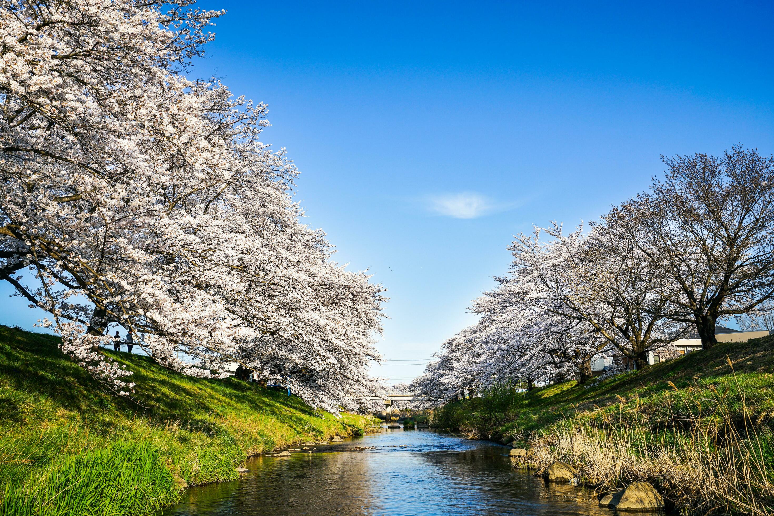 Beautiful cherry blossoms. sakura flowers in japan. Travel spring time. Stock Free