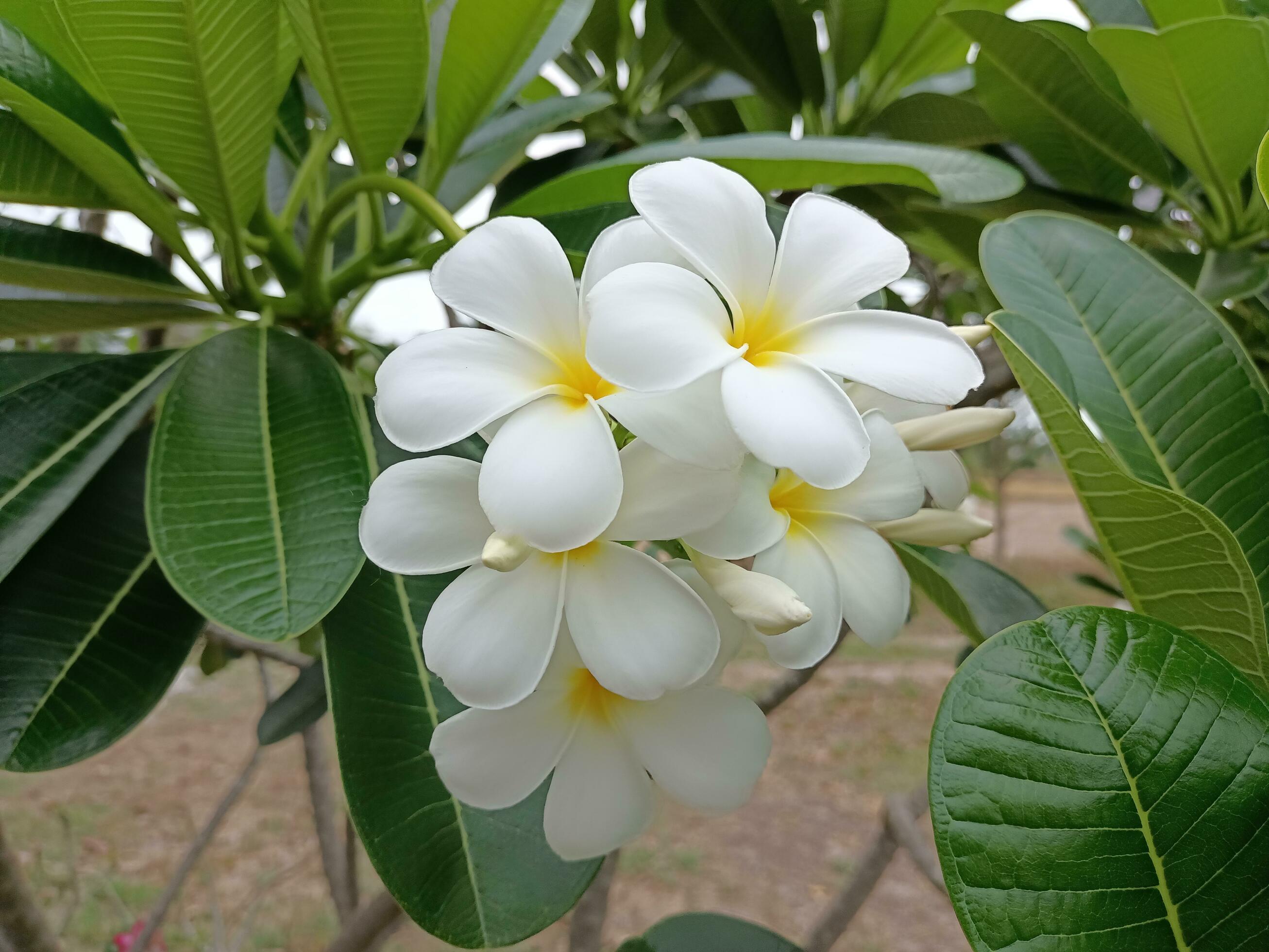 photo of white frangipani flowers Stock Free