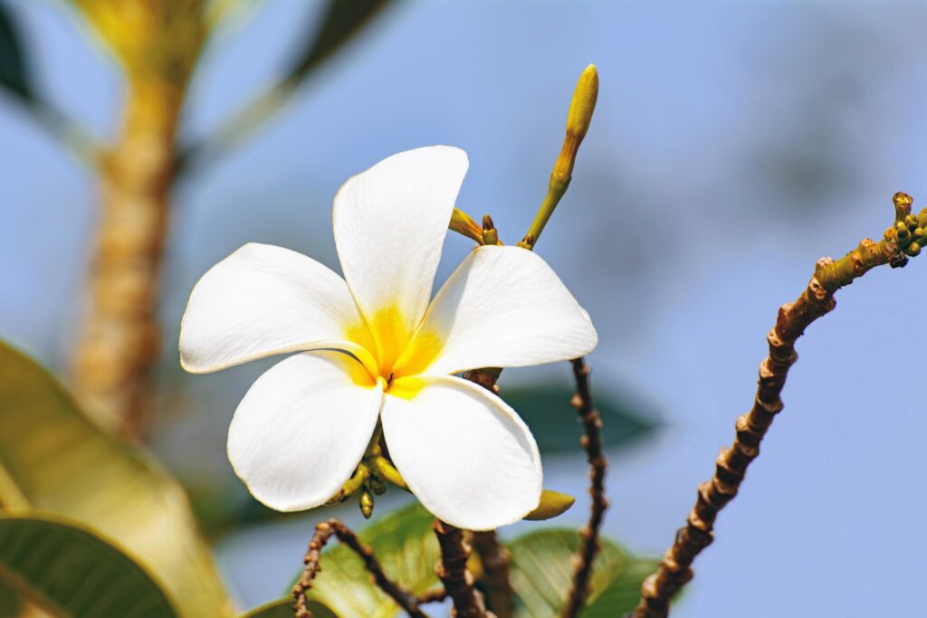 Plumeria flowers are so beautiful that popular in Thailand. Stock Free