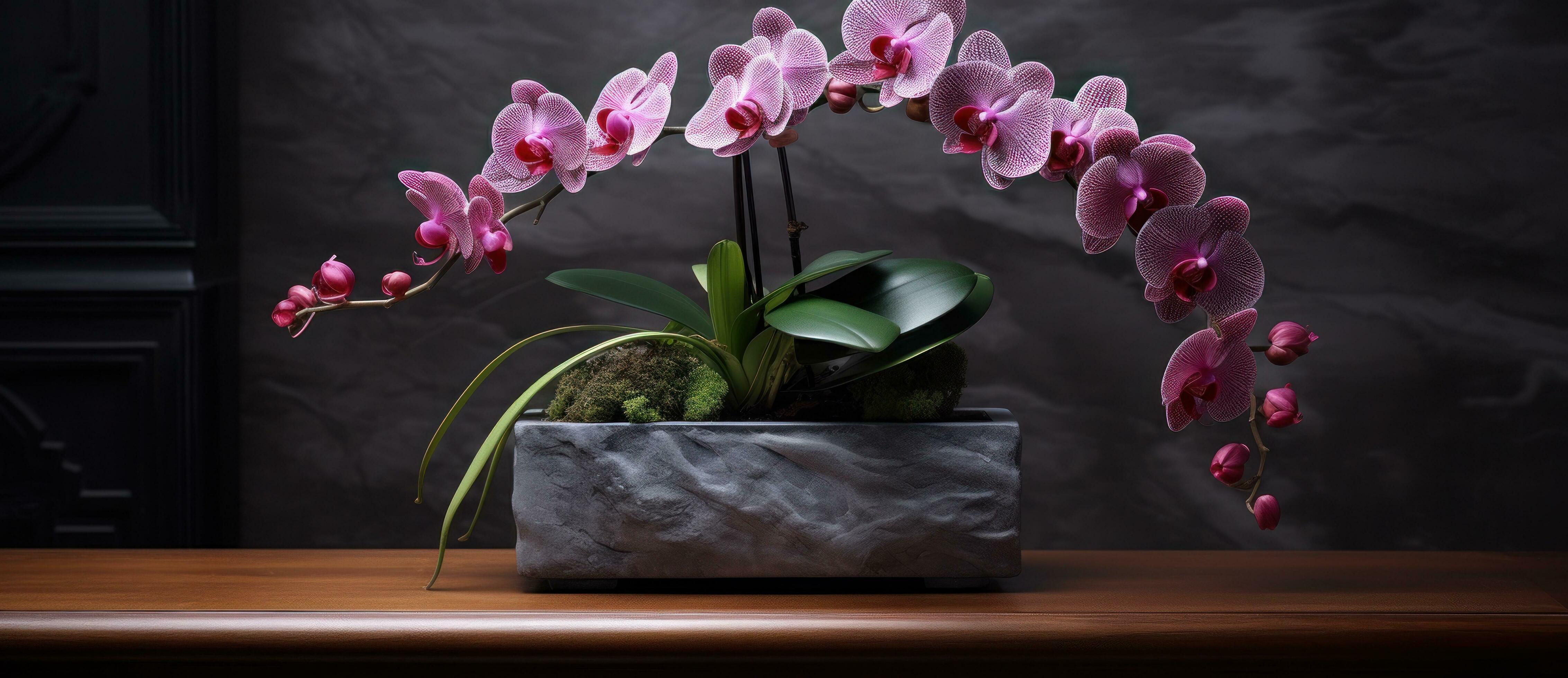 Pink orchid flowers on dark background Stock Free