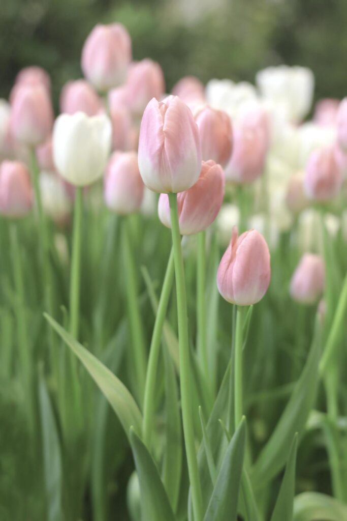 Pink tulip flower blooming in the spring garden, soft selective focus Stock Free