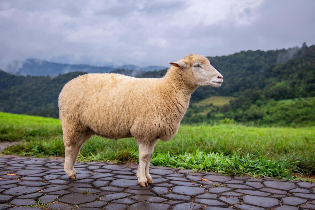 Flock of sheep grazing on the mountain The background is a natural landscape. Mountains and fog in the rainy season of Thailand. Stock Free