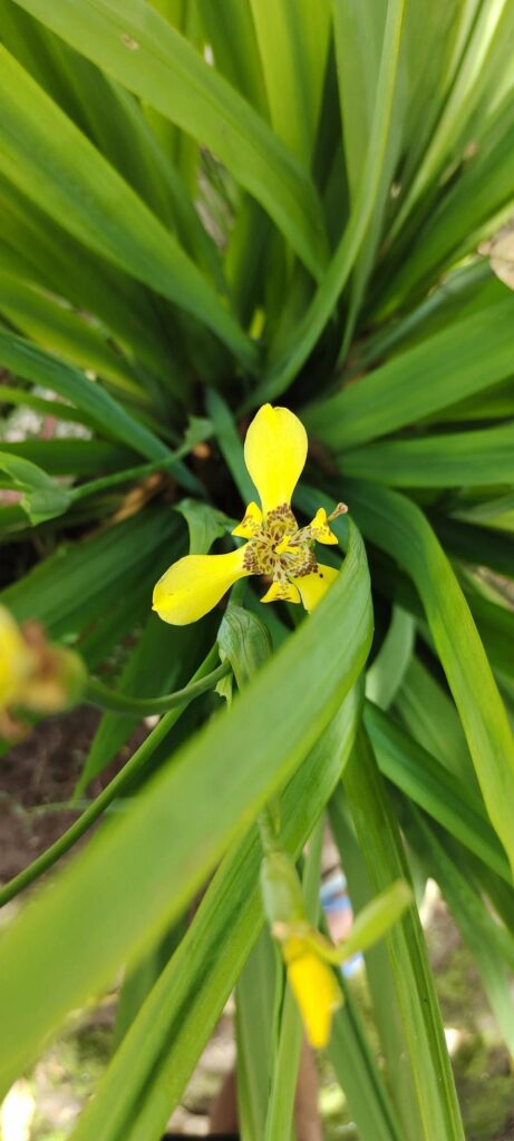 Selective focus of yellow Trimezia Martinicensis flowers are blooming in the yard, looking beautiful and elegant Stock Free