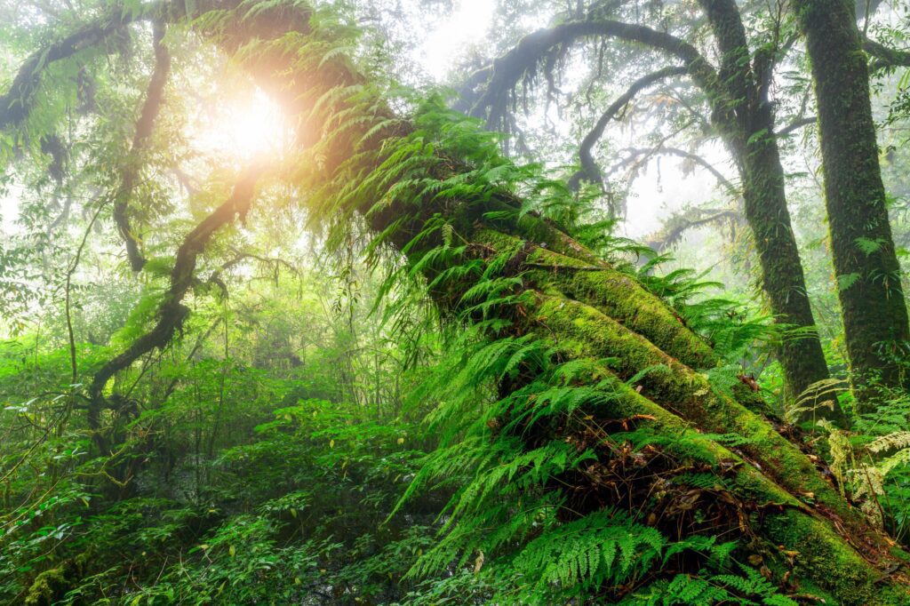 Beautiful rain forest or montain forest at ang ka nature trail in doi inthanon national park, Stock Free