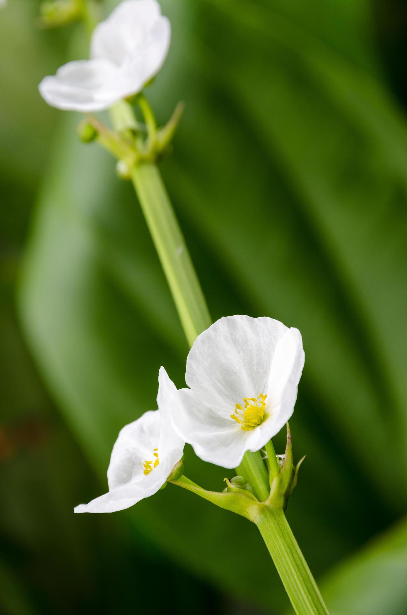 White flower of Creeping Burhead Stock Free