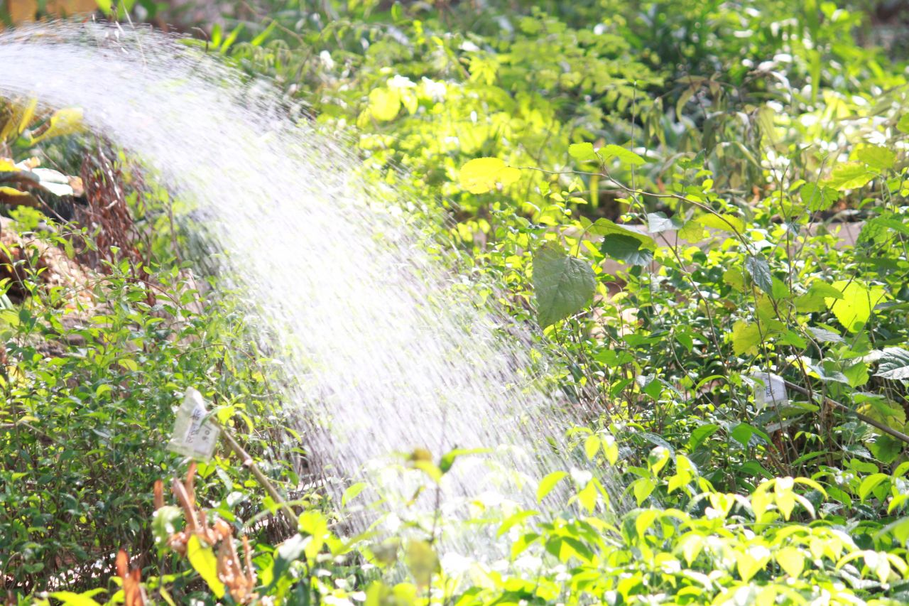 Watering The Garden Stock Free