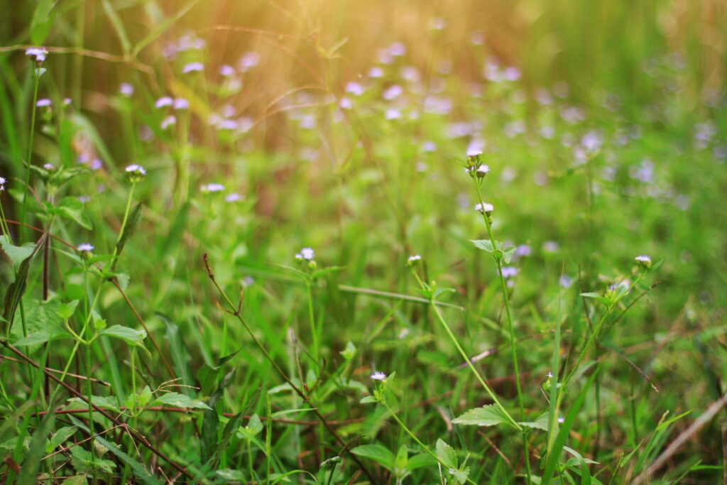 Beautiful wild purple grass flowers in the meadow with sunlight. Billygoat-weed, Chick weed or Ageratum conyzoides is herb plants Stock Free