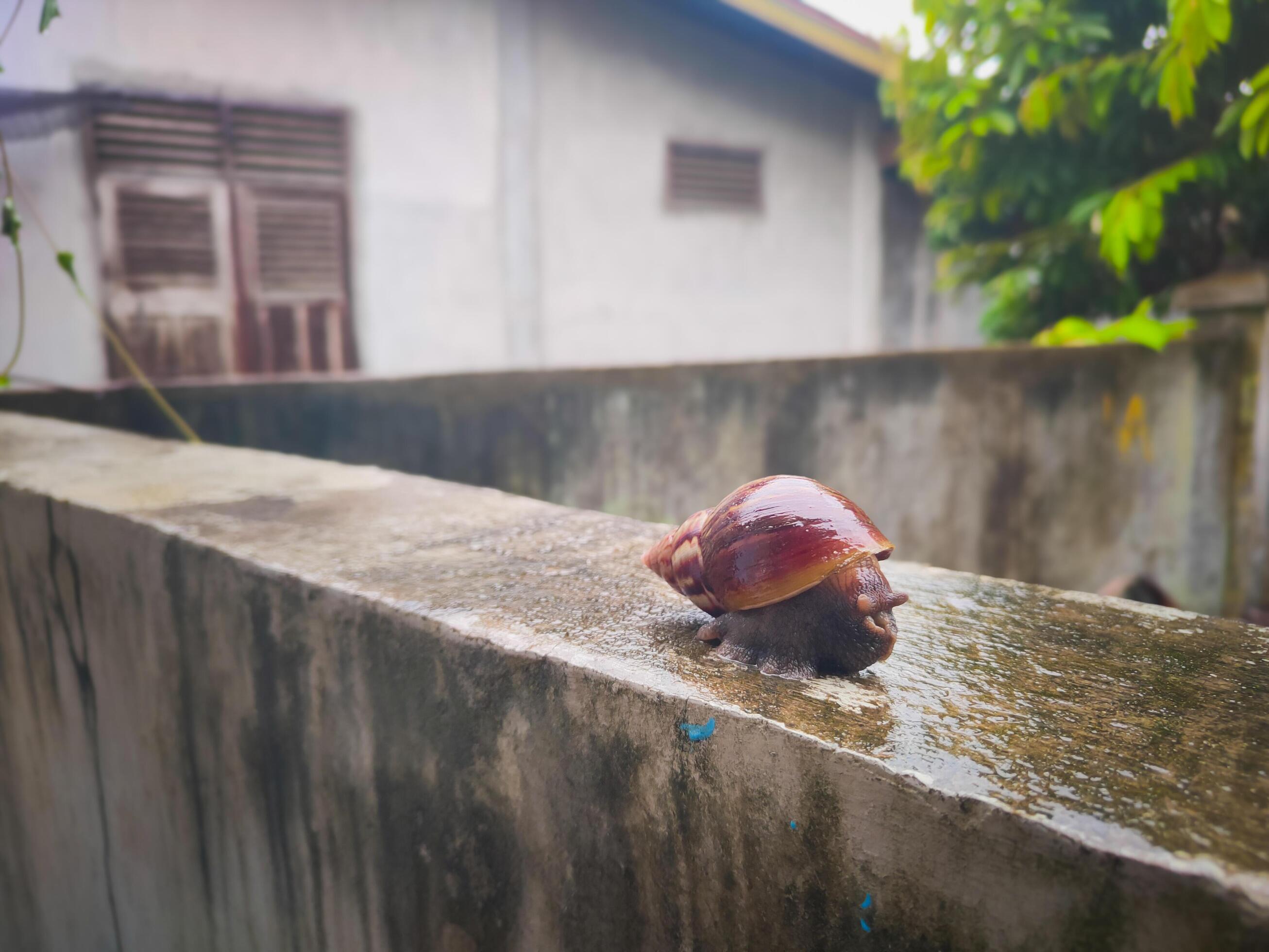 photography of a snail on a wet wall with a blurred background Stock Free