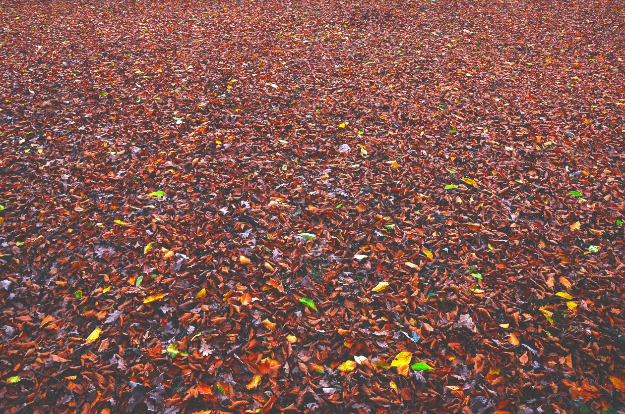 Carpet Leaves Stock Free