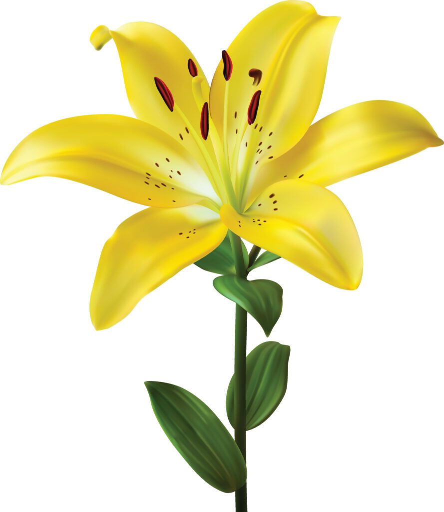 Yellow lily flowers on a white background Free Vector