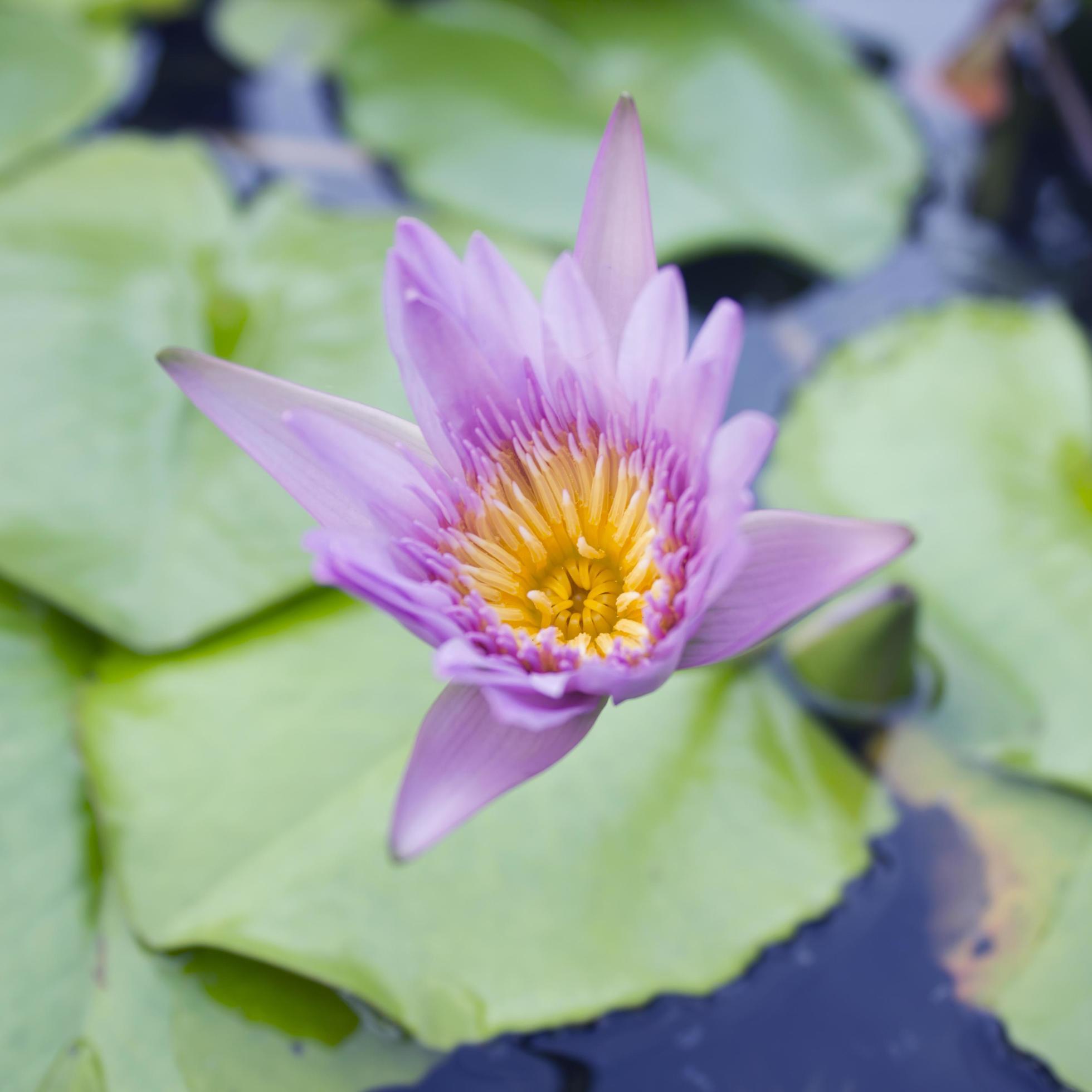 Lotus flower in pond. Stock Free