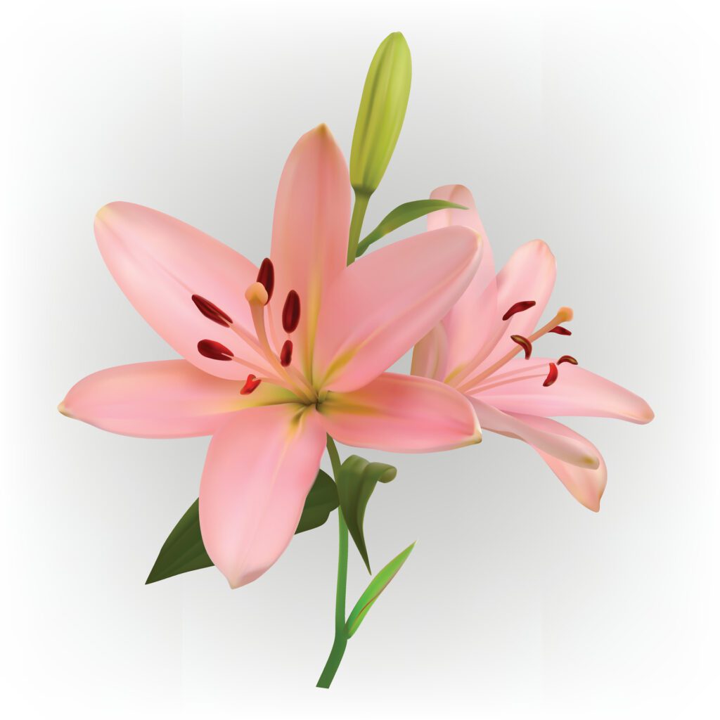 Off Pink lily flower isolated on white background. Free Vector