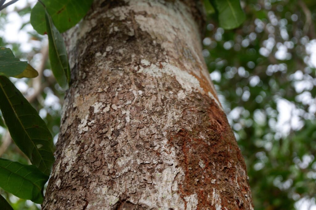 close up photography of tree bark texture suitable for background Stock Free