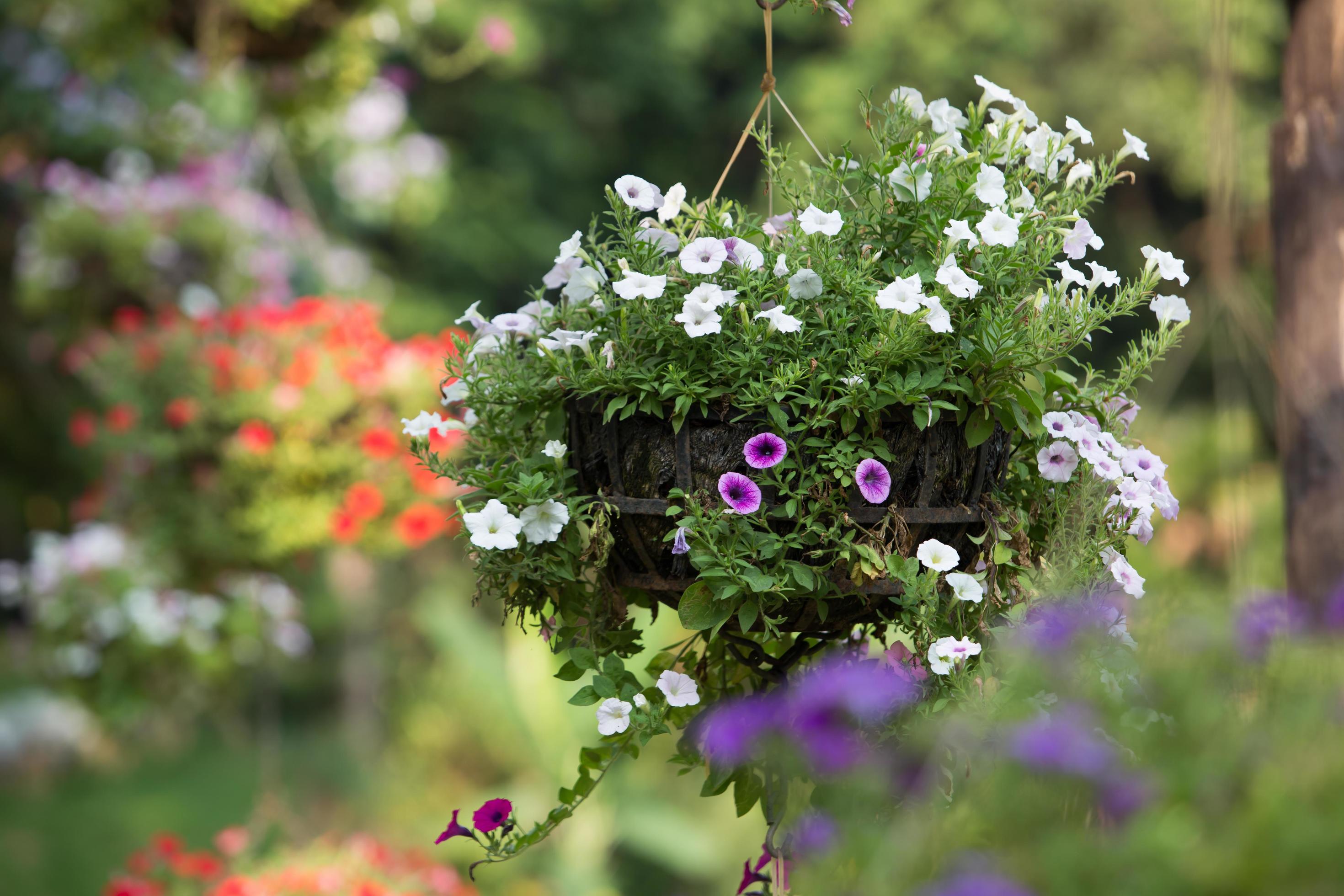 Hanging basket of flowers Stock Free