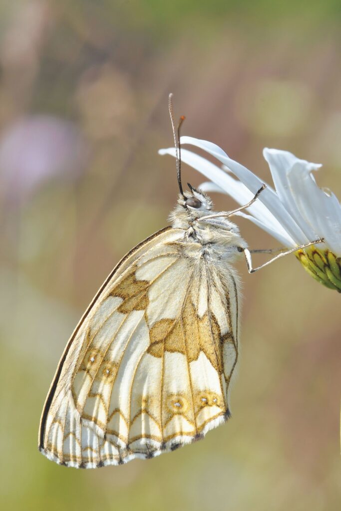 Butterfly Stock Free