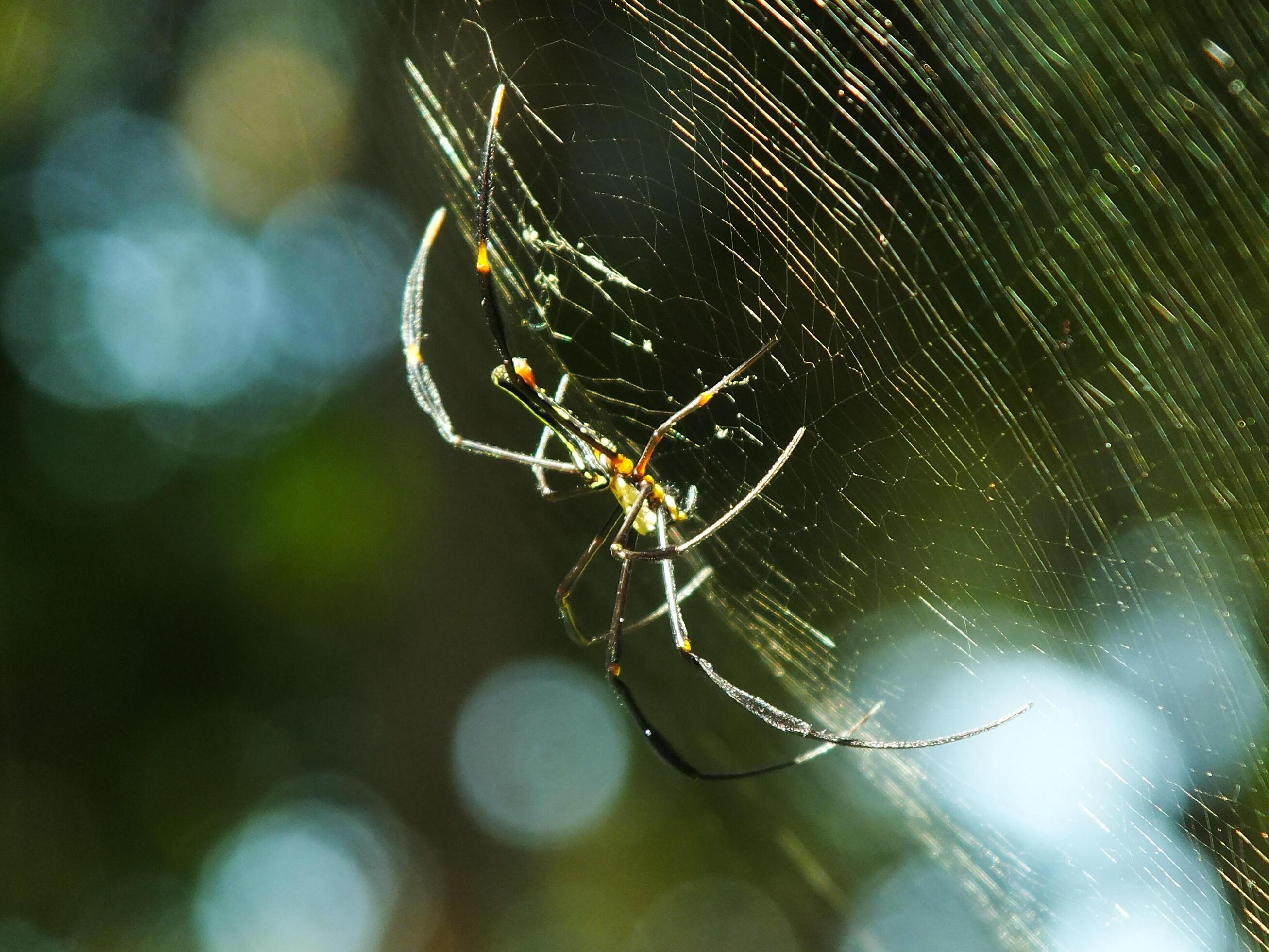 Spider in the cobweb with natural green forest background. A large spider waits patiently in its web for some prey Stock Free