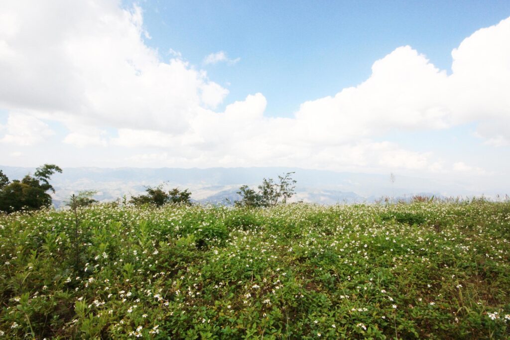 Beautiful blooming wild flowers fields and meadow in springtime with blue sky and natural sunlight shining on mountain. Stock Free