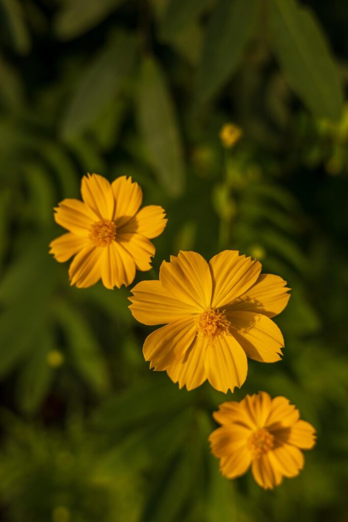 A view from above three yellow cosmos flowers beautifully blooming. Stock Free