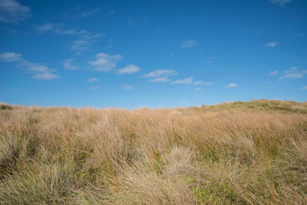 The beauty of the nature in Phillip island, Victoria state of Australia. Stock Free