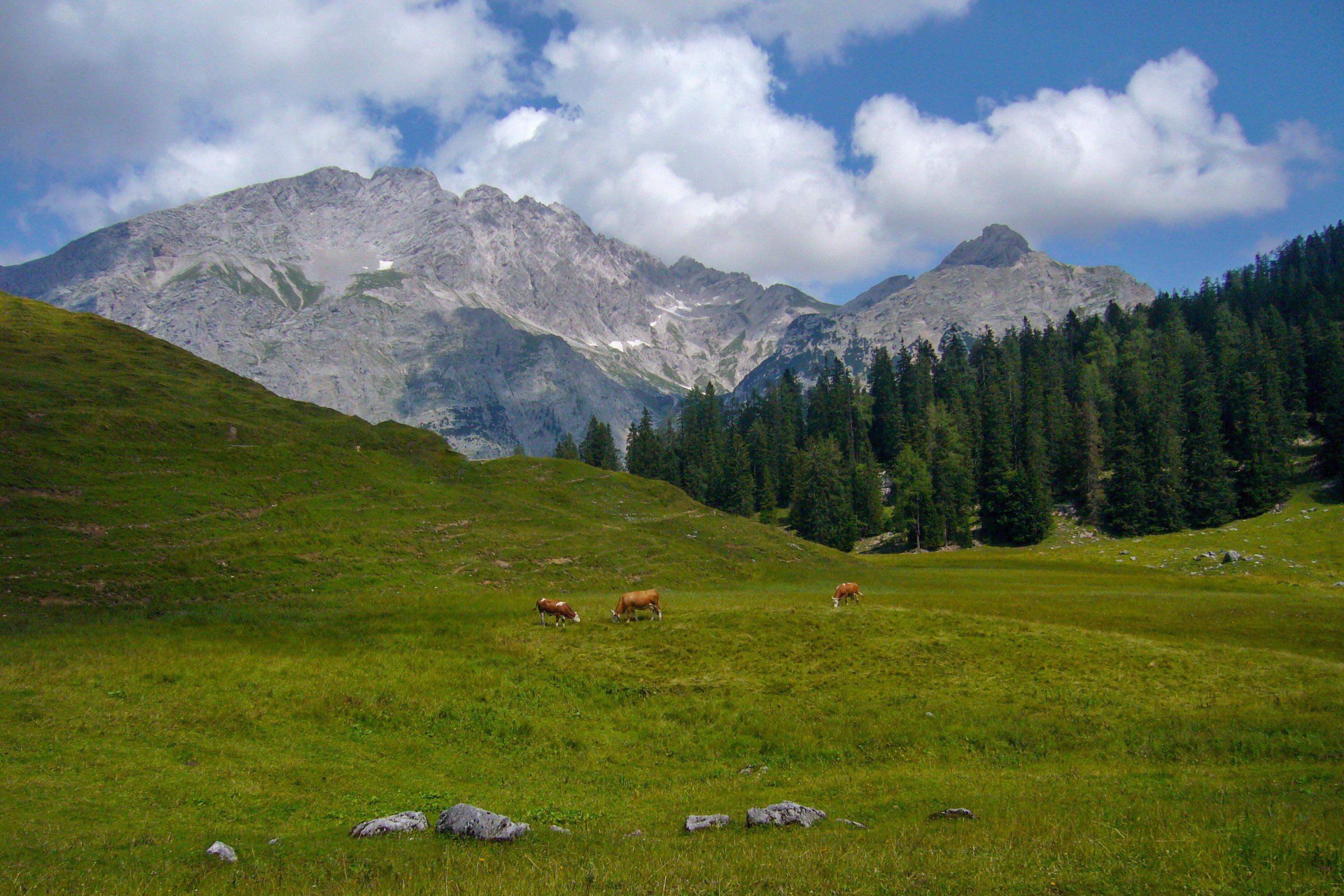 beautiful nature scenery at kallbrunn alm with cows, austria Stock Free