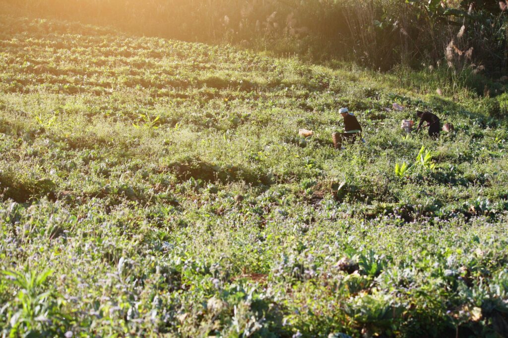 Woman Hilltribes is Strawberry Farming with beautiful natural sunlight in the morning on plantation farm in Thailand Stock Free