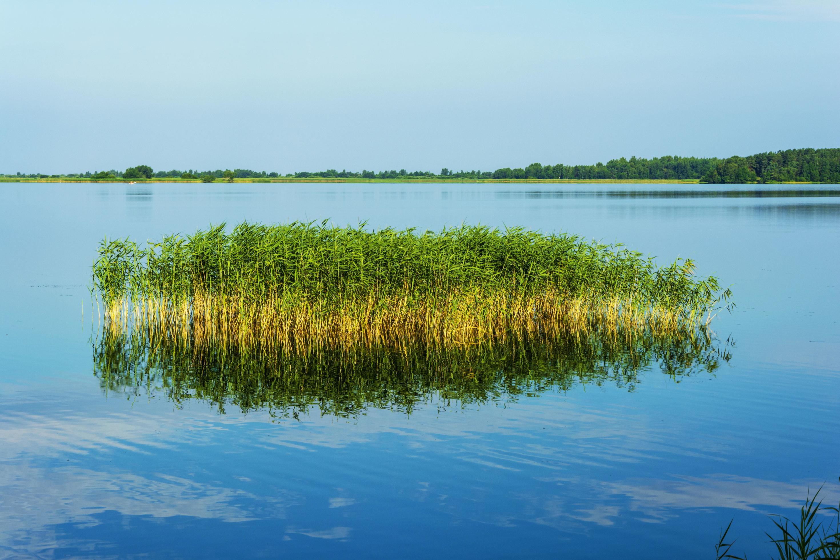 Forest lake, blue water, island of grass, summer nature Stock Free