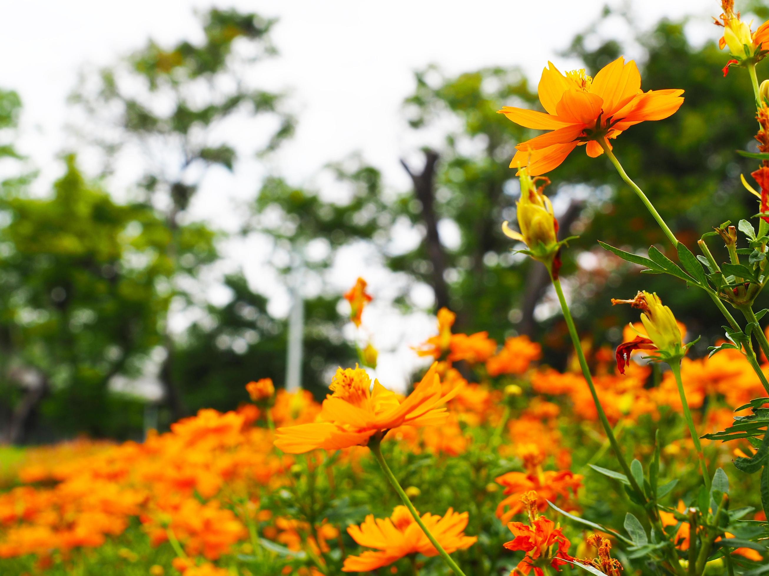 Orange flower in beautiful nature and bright of sunshine with blur orange floral background Stock Free