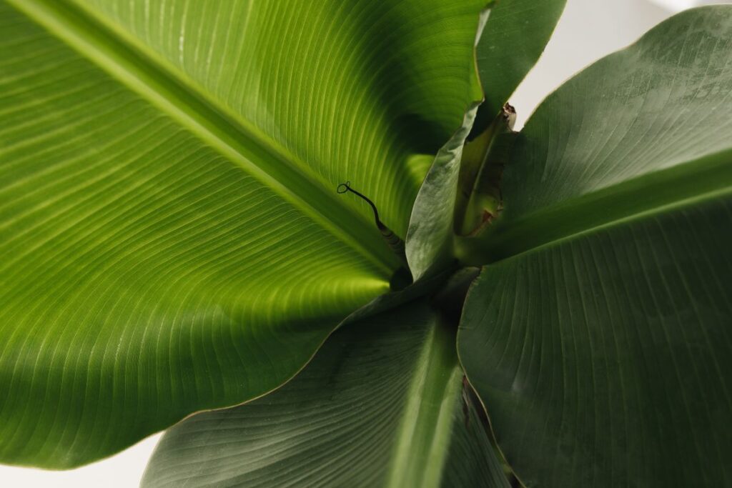 Banana Green Leaf Backgrounds Stock Free