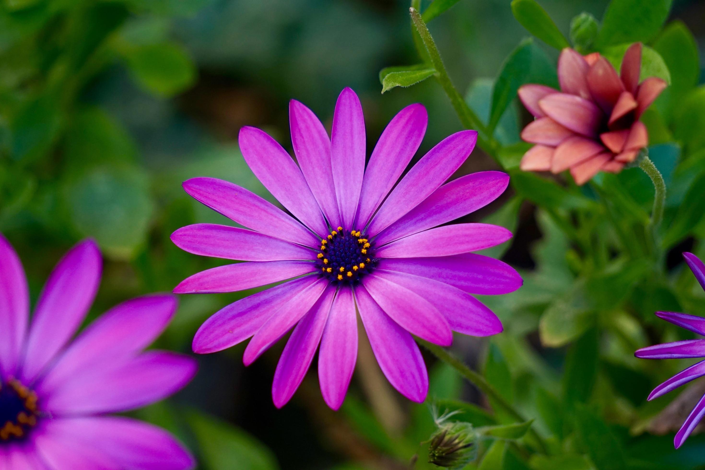 Pink flowers in the garden in springtime Stock Free