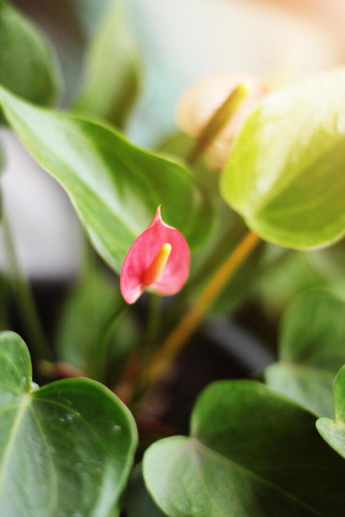 Freshness blooming Flamingo Flower or anthurium floral in natural sunlight Stock Free