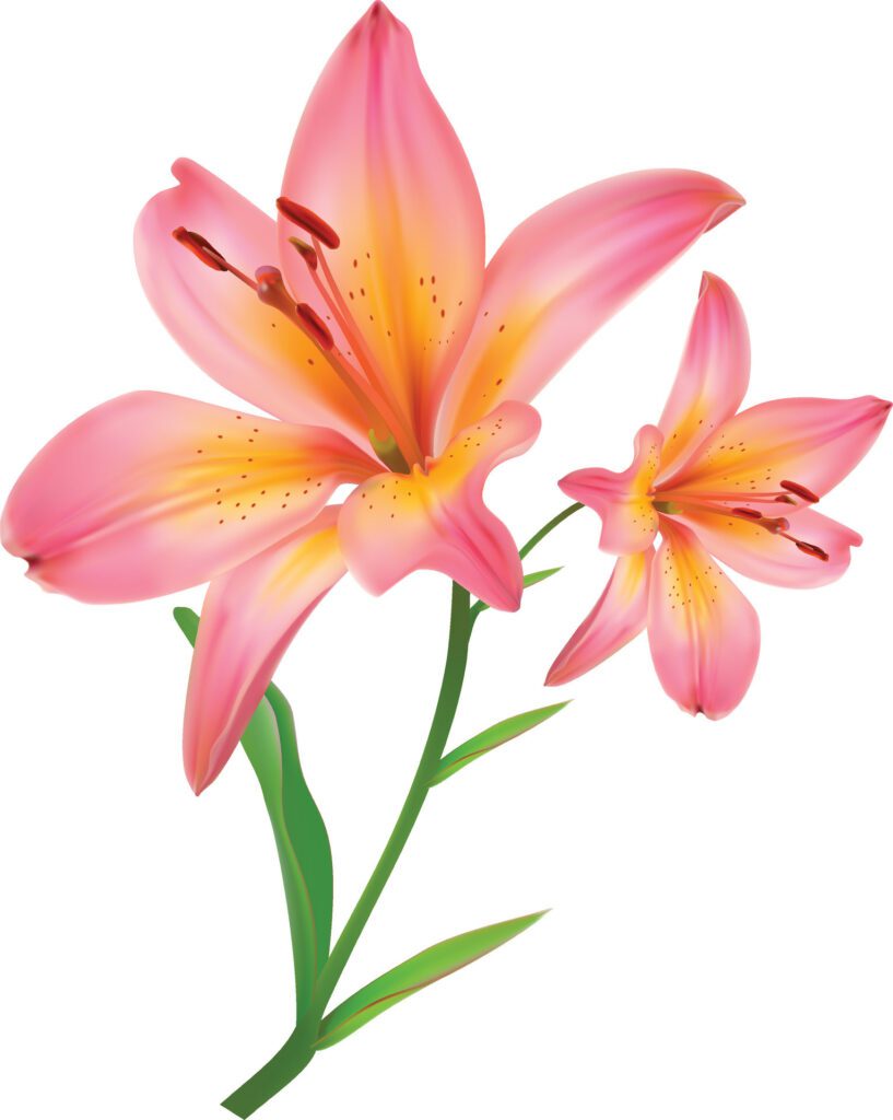 Pink lily flower isolated on white background. Free Vector