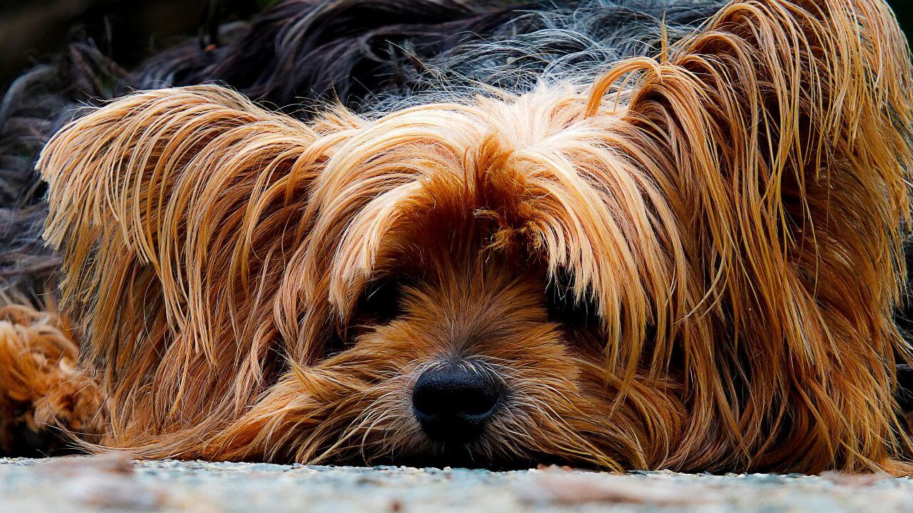 Long Haired Dog Ginger Stock Free