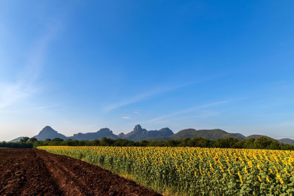 Beautiful sunflower flower blooming in sunflowers field with big moutain and blue sky background. Stock Free