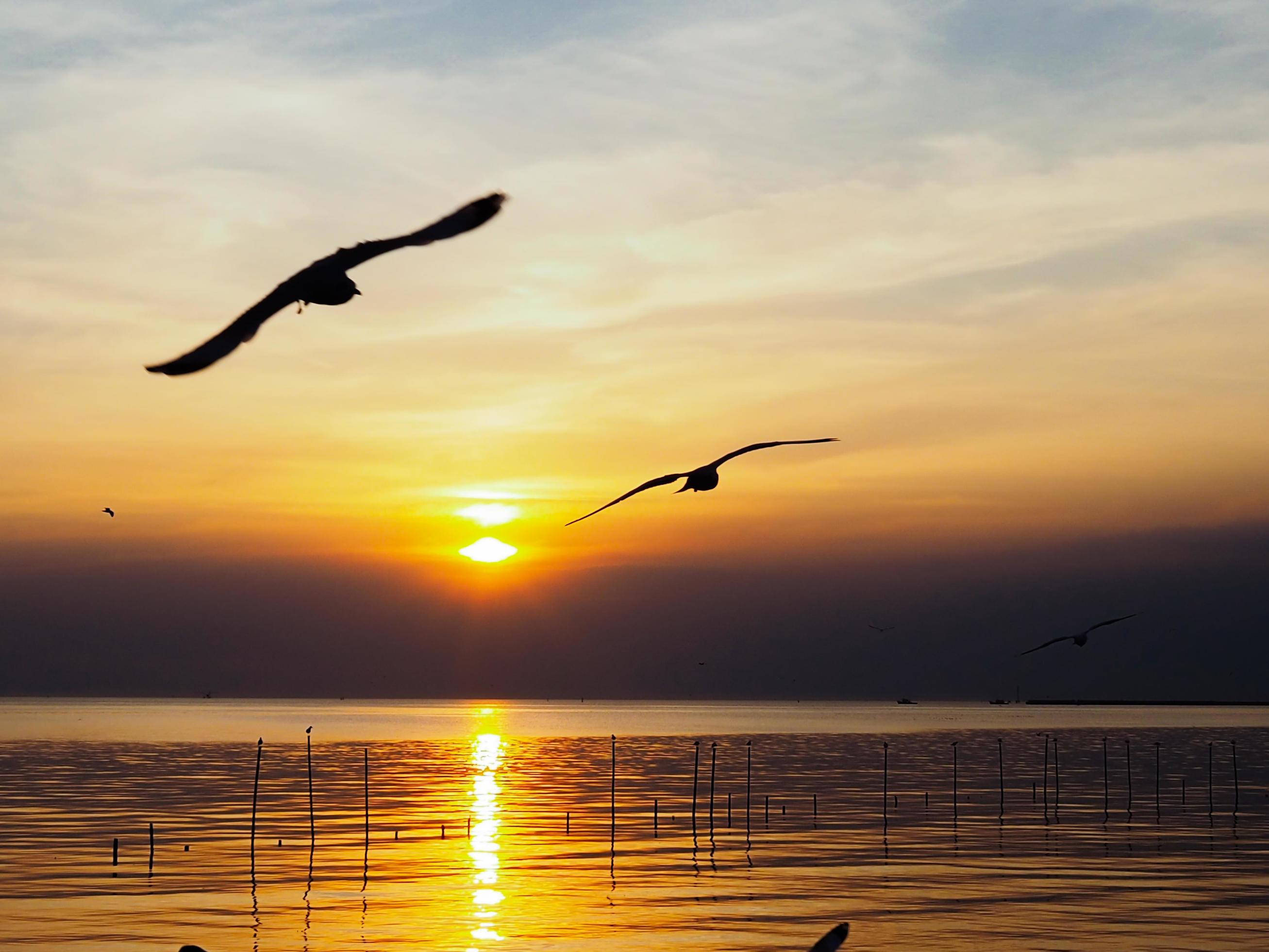 Flock of birds flies above the sea surface. Bird flying back to nest in natural sea and golden sky background during beautiful sunset. Stock Free