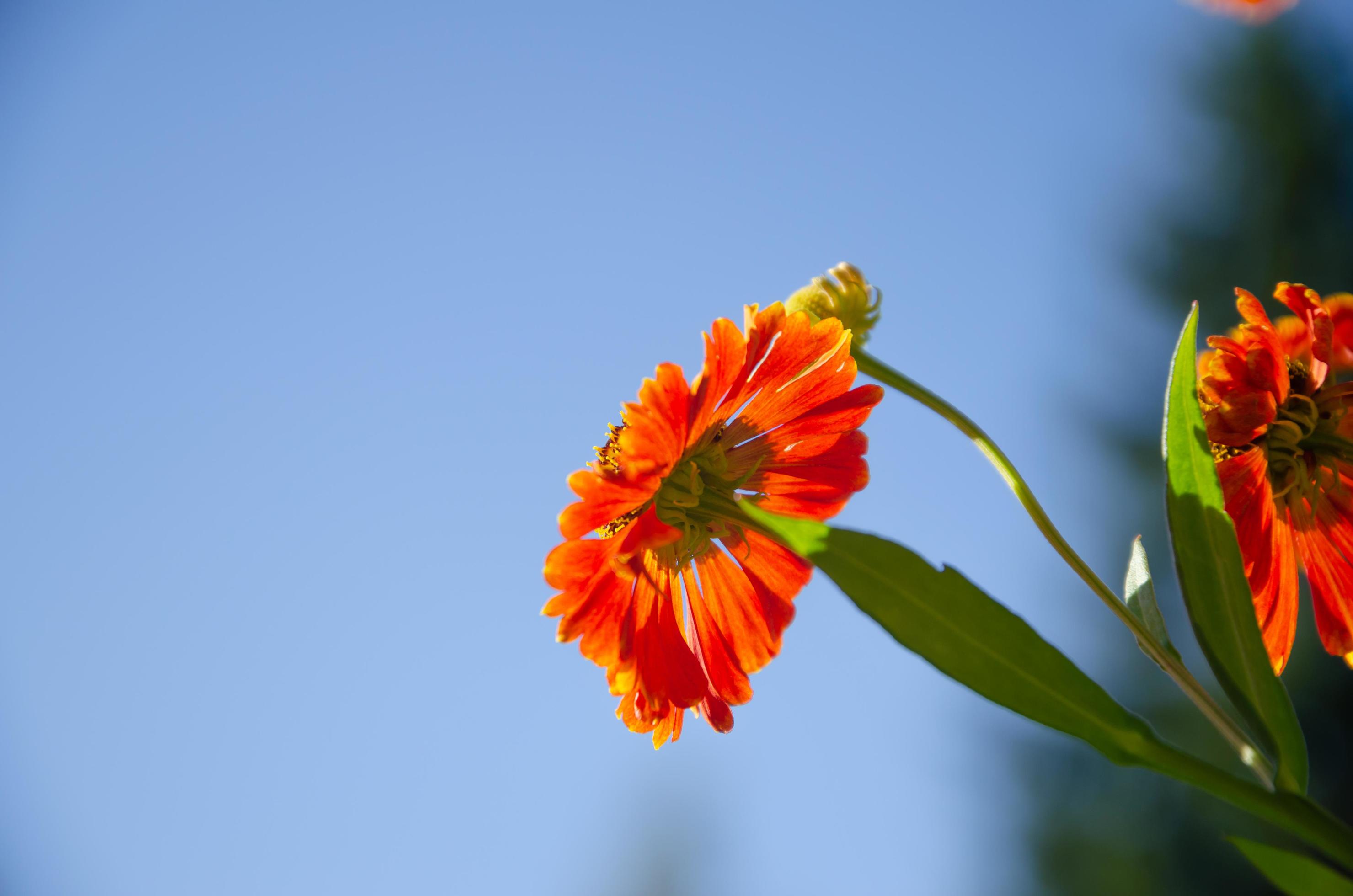 orange flower against a blue sky, natural background Stock Free