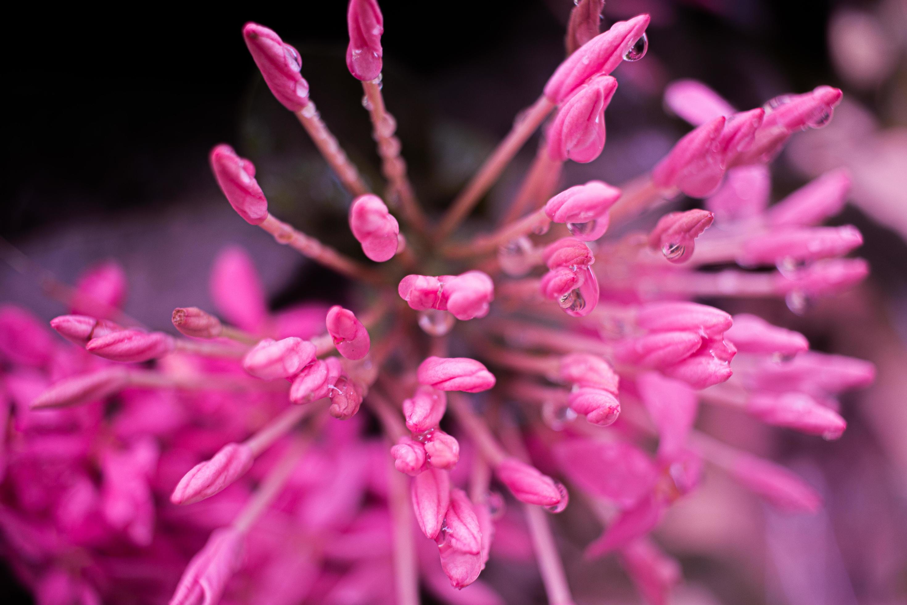 Close-up of pink flowers Stock Free