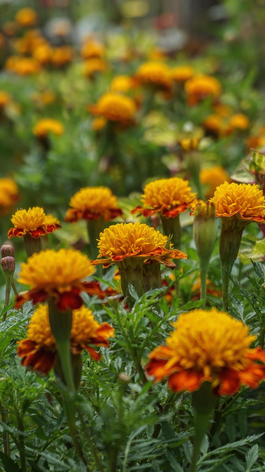 beautiful marigold flowers with nature background Stock Free