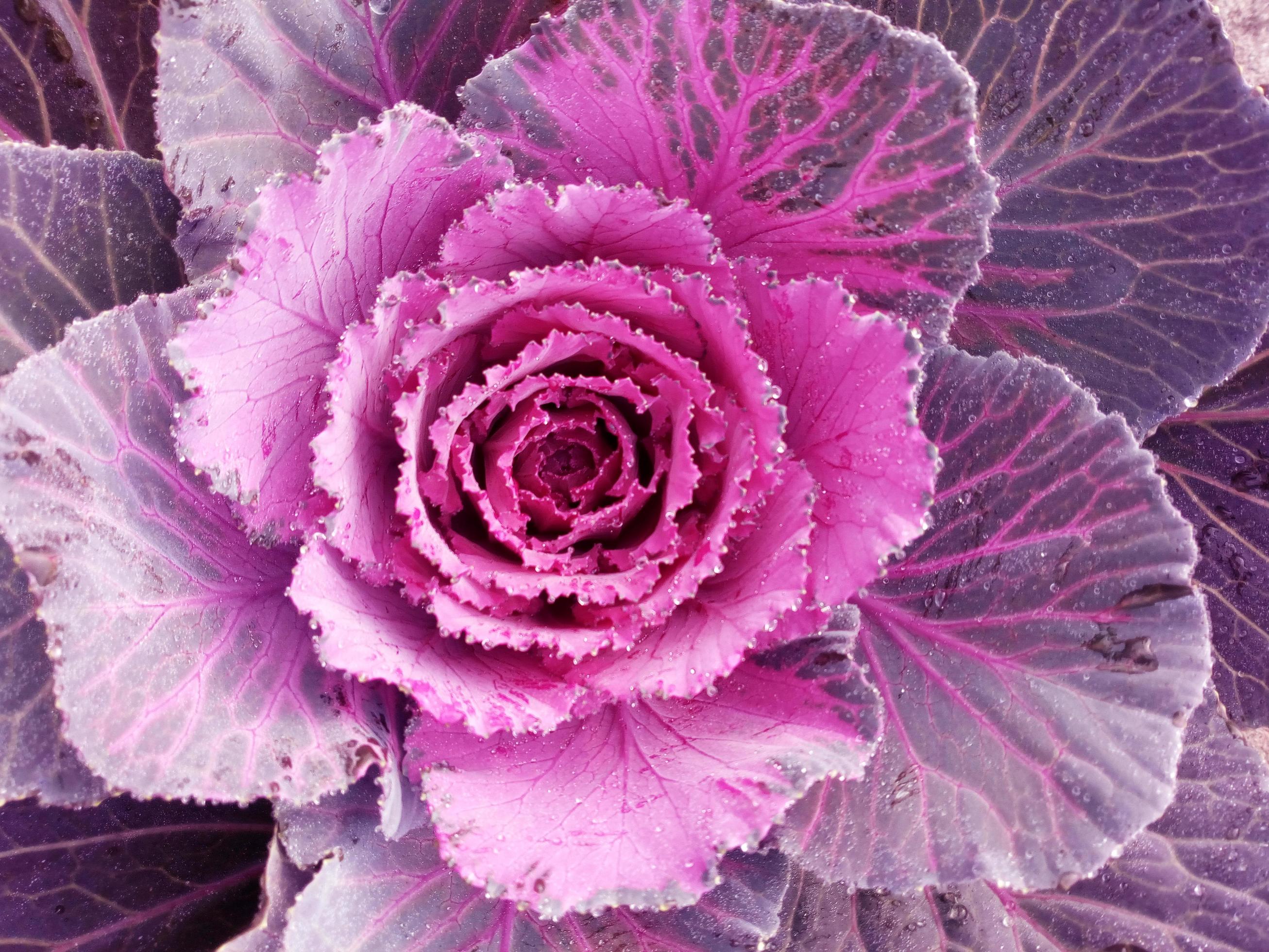 Cabbage Flower. Purple Cauliflower. Brassica Oleracea. Violet Cabbage vegetables vegetarian and vegan food. Stock Free