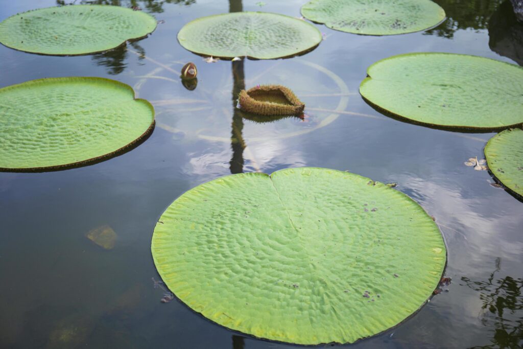 Victoria lotus leaf It is the largest lotus flower that floats on the water surface. Stock Free