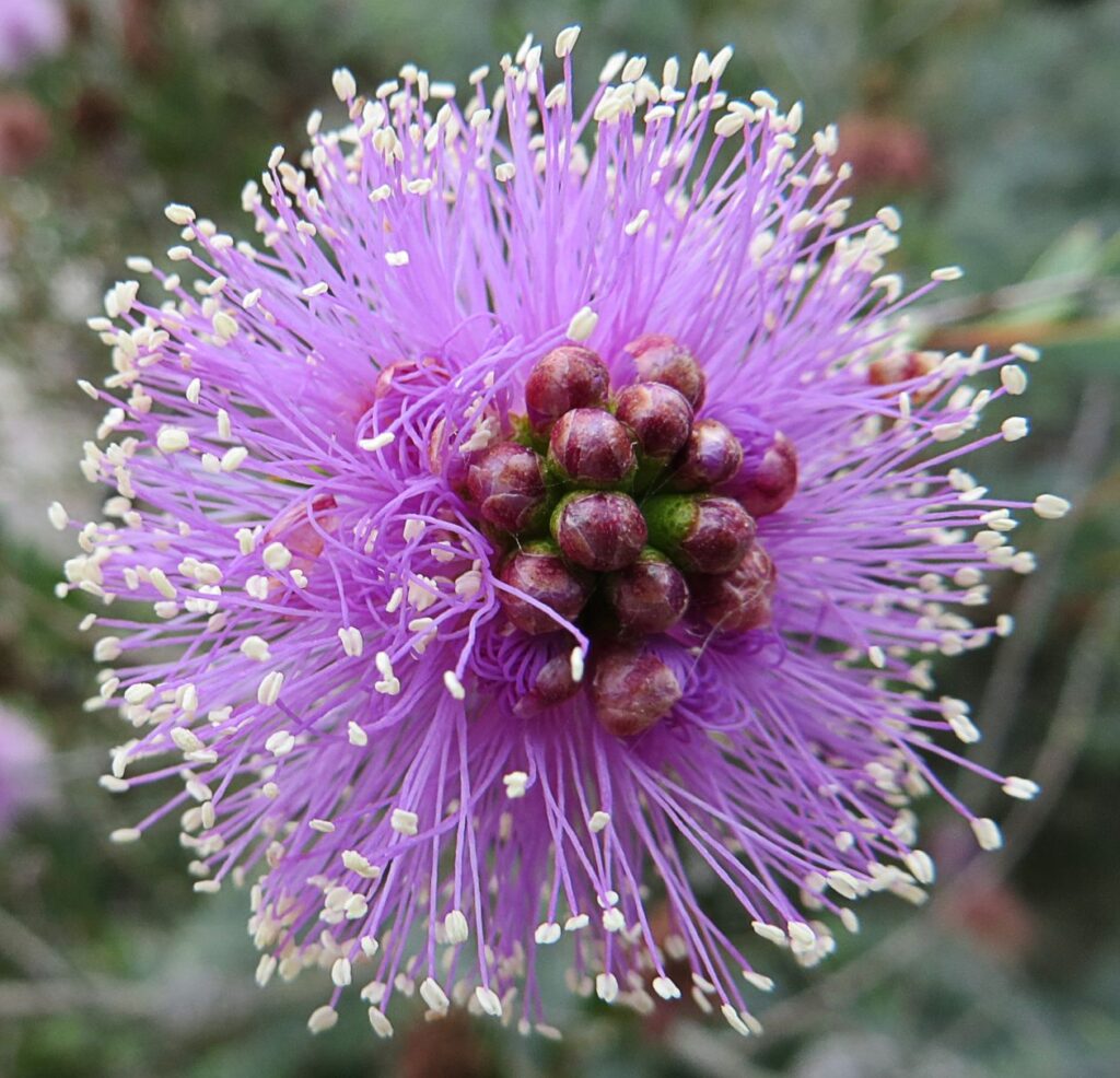 Purple-and-white flower 3 Stock Free