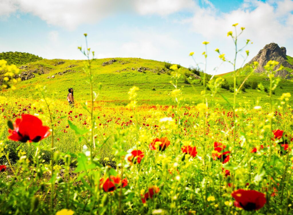 Cinematic aerial low angle view springtime poppy field with young woman enjoy sunny weather and blooming nature. Stock Free