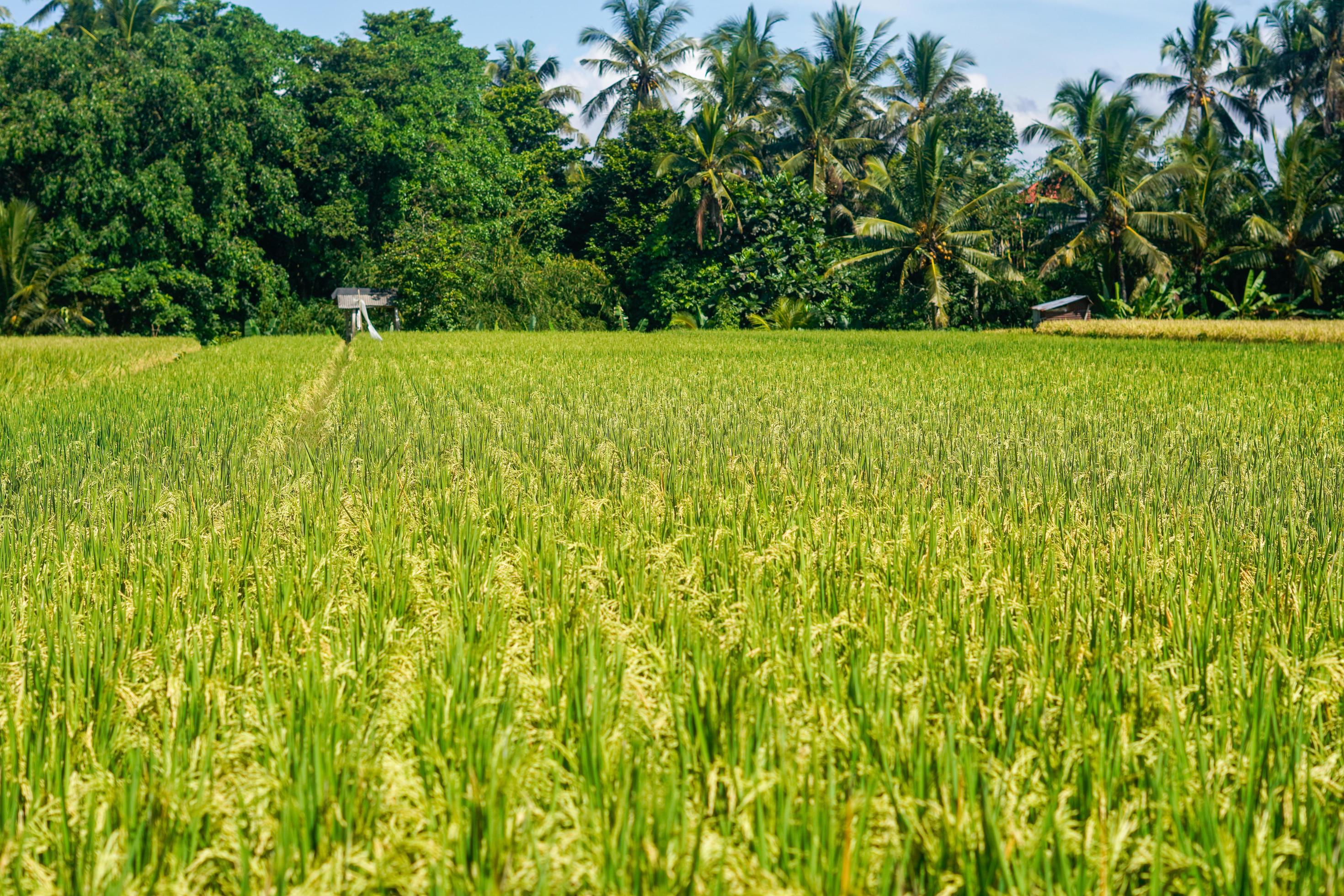 beautiful green paddy plants rice fields nature in Tabanan, Bali Stock Free