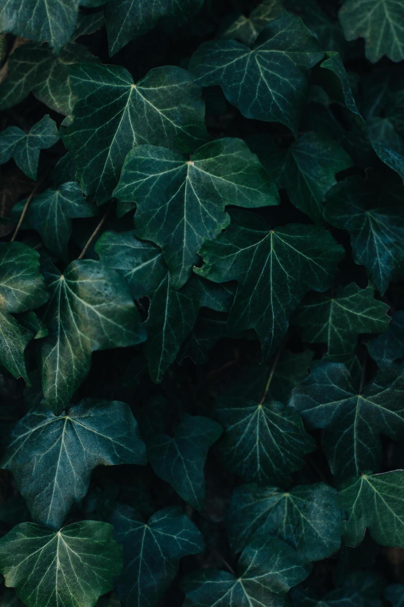 Fresh green ivy leaves on a dark background. Stock Free