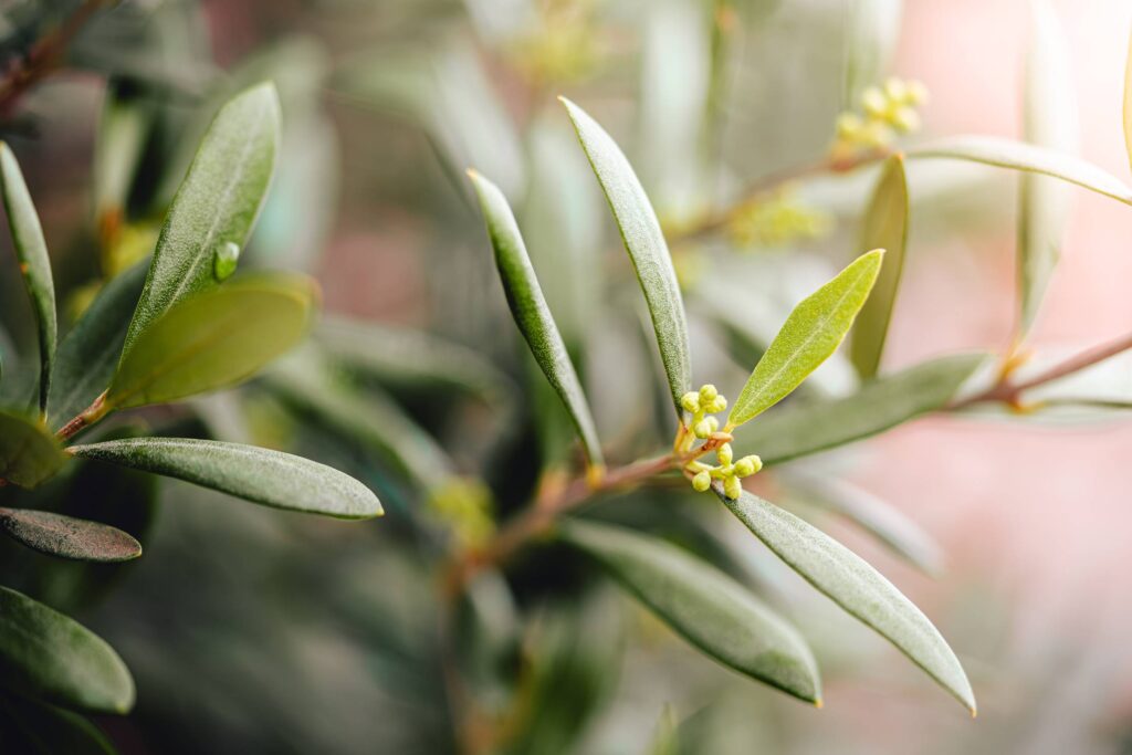 First Buds of Olive Tree Free Photo