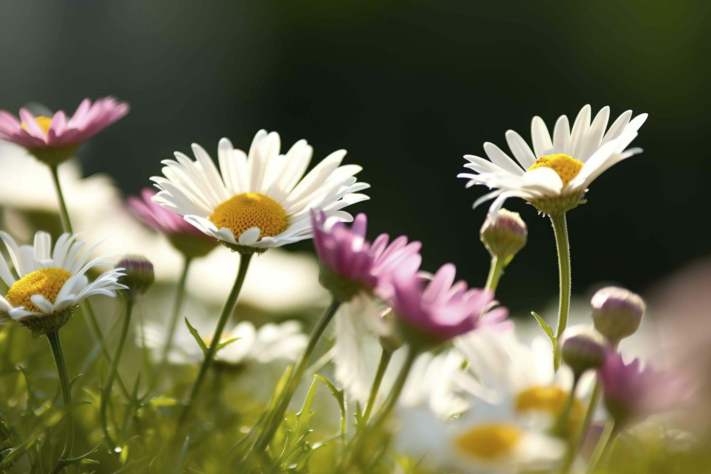 Sunny Close Up Of A Few Daisy Flowers On Flower Meadow , generate ai Stock Free