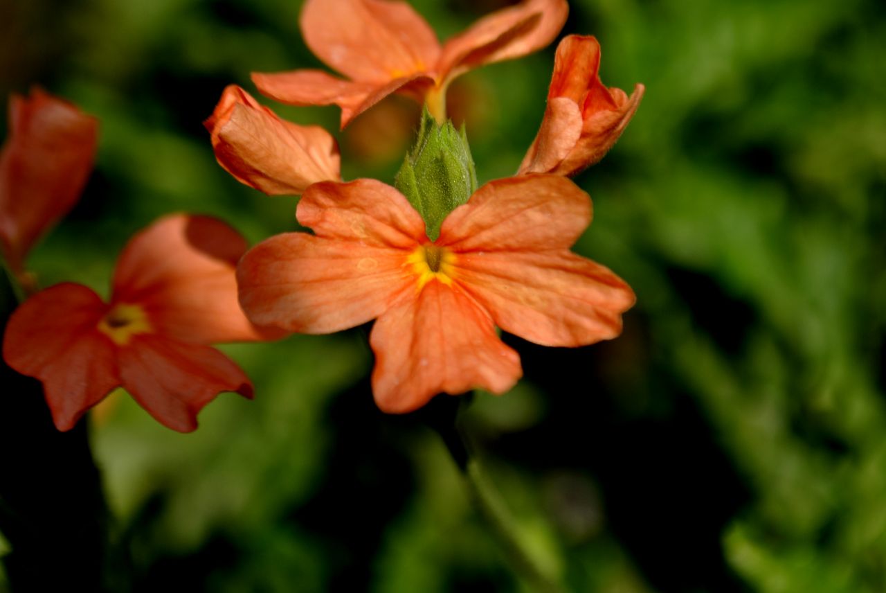 Orange Flower Stock Free