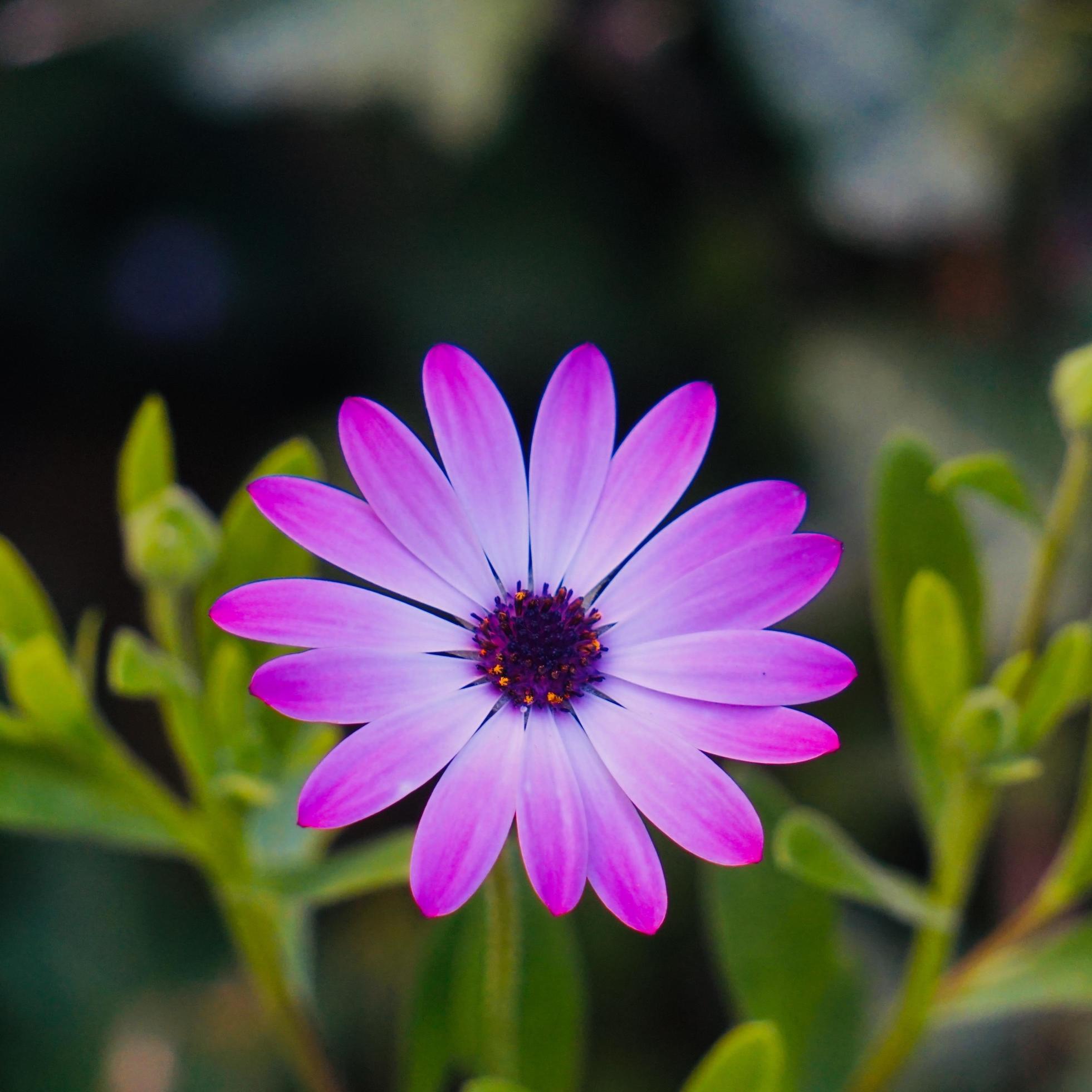 Beautiful pink flower plant in the garden in springtime Stock Free